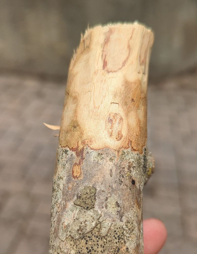 Un ramo d'ulivo scortecciato a metà: sopra il legno chiaro messo a nudo, sotto la corteccia grigia ancora intatta.