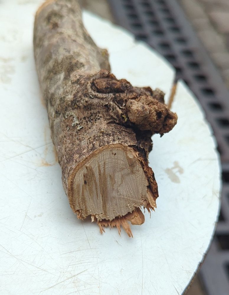 Un ceppo di legno d'ulivo ancora ricoperto di corteccia, con il taglio fresco che ne mostra le fibre chiare.
