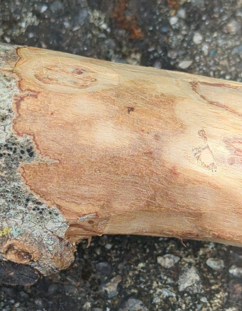 Il legno d'ulivo completamente scortecciato, la superficie chiara segnata dalle venature.