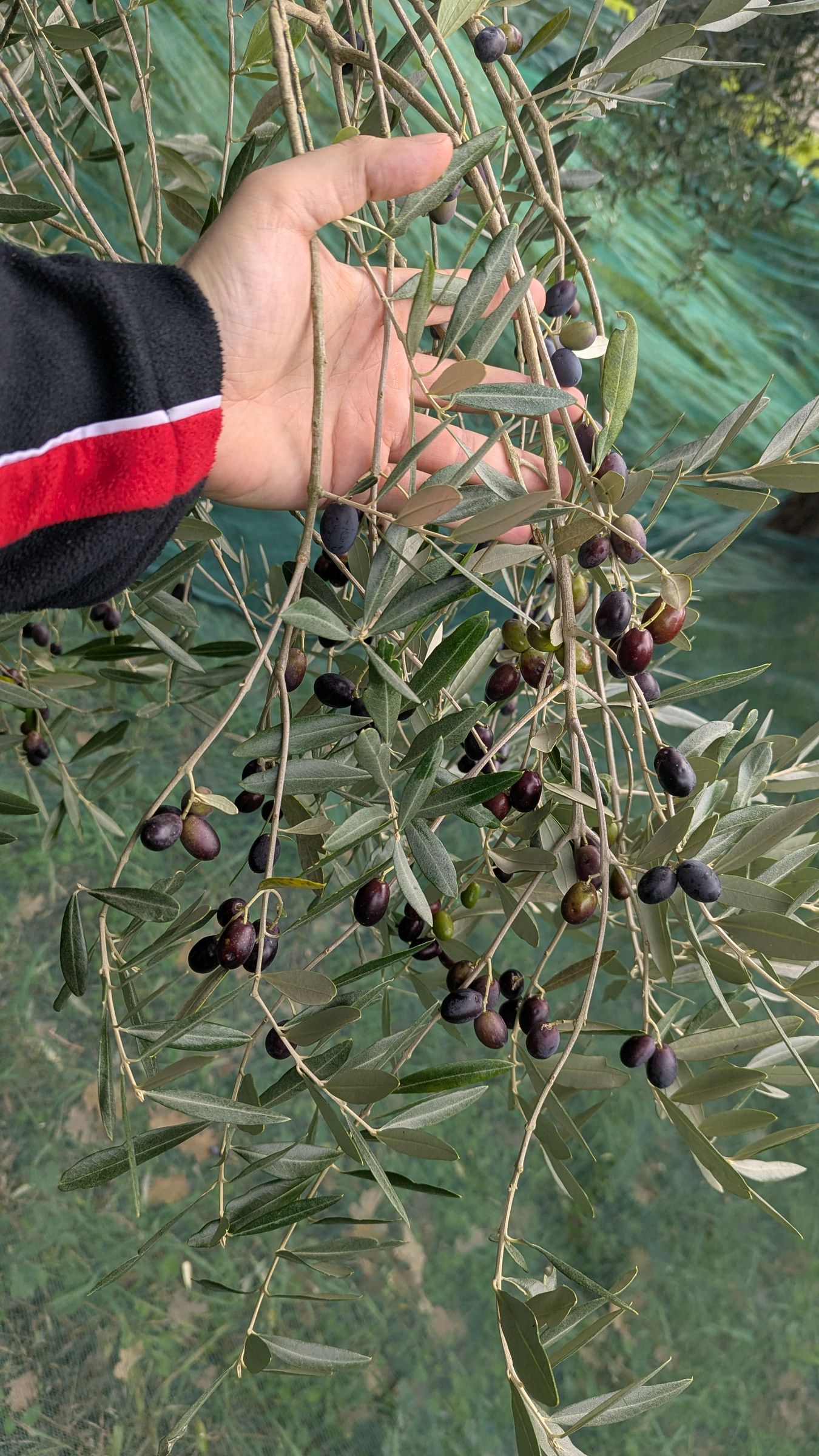 Una mano regge un ramo carico di olive appena staccato dall'albero.