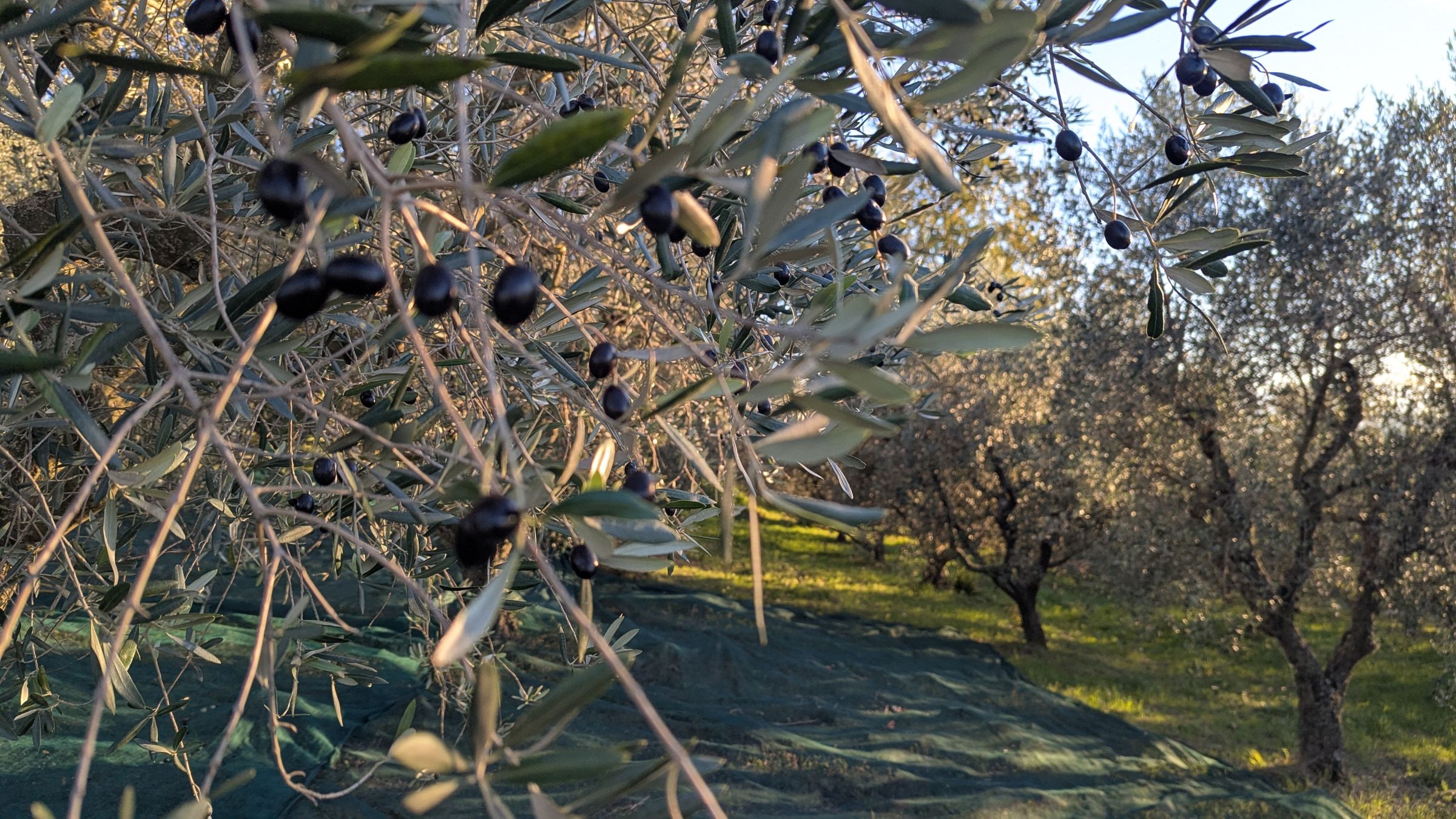 Olive mature scure ancora sul ramo, fra le foglie argentate dell'ulivo.