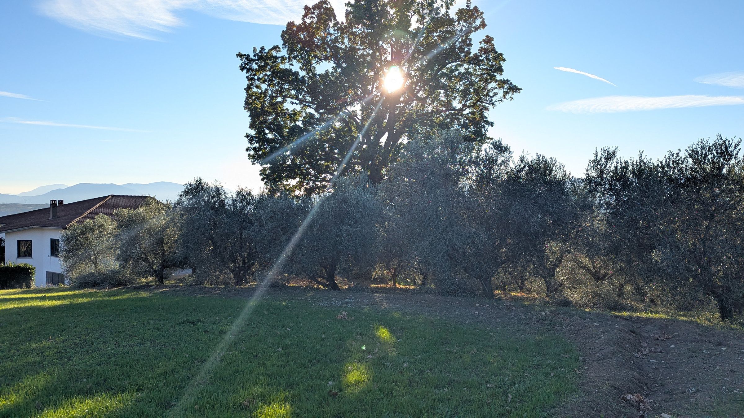 Il sole in controluce fra i rami della quercia secolare che ombreggia la casa e gli ulivi.