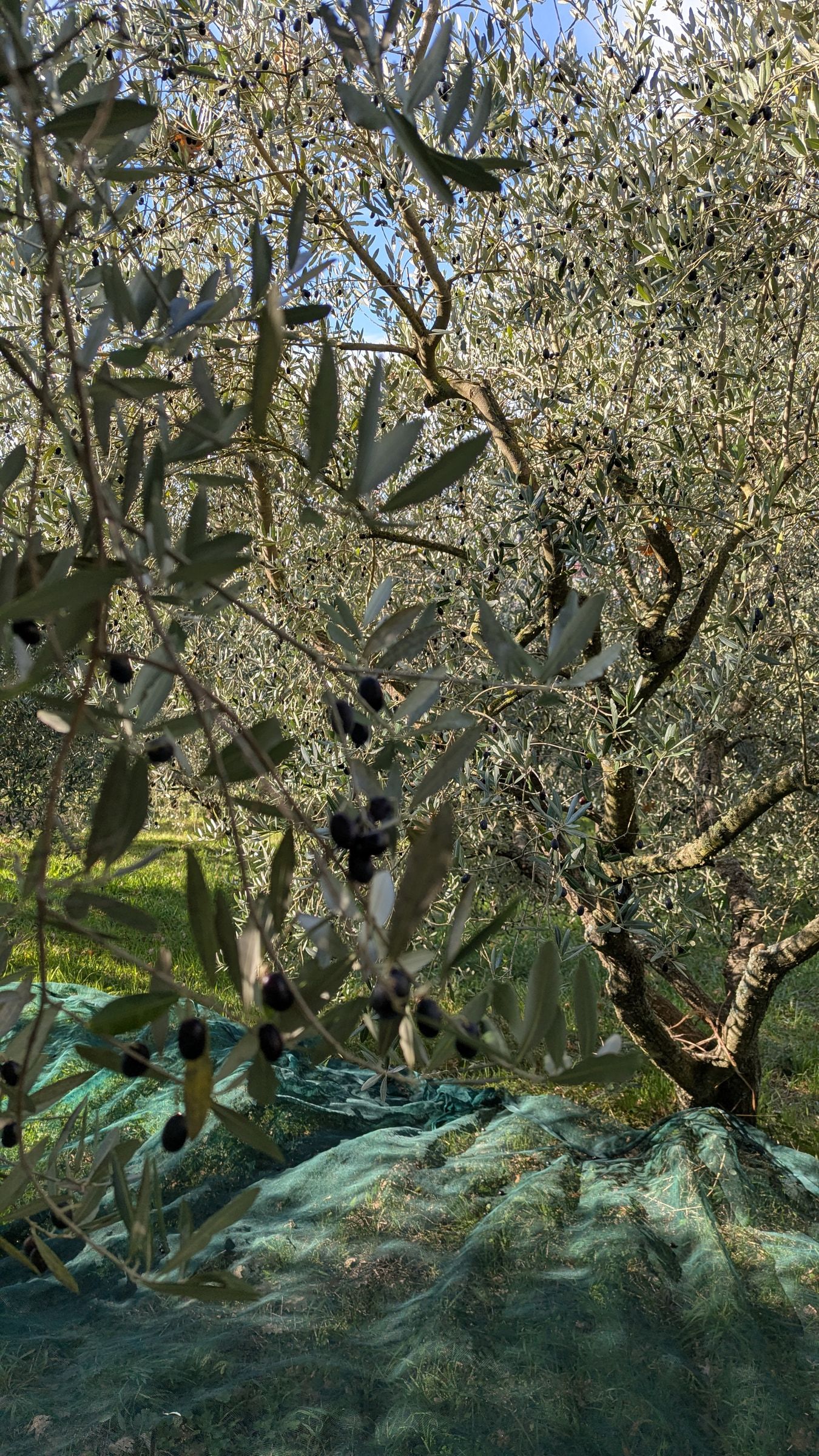Un ramo di ulivo carico di olive scure, sospeso sopra la rete stesa per la raccolta.