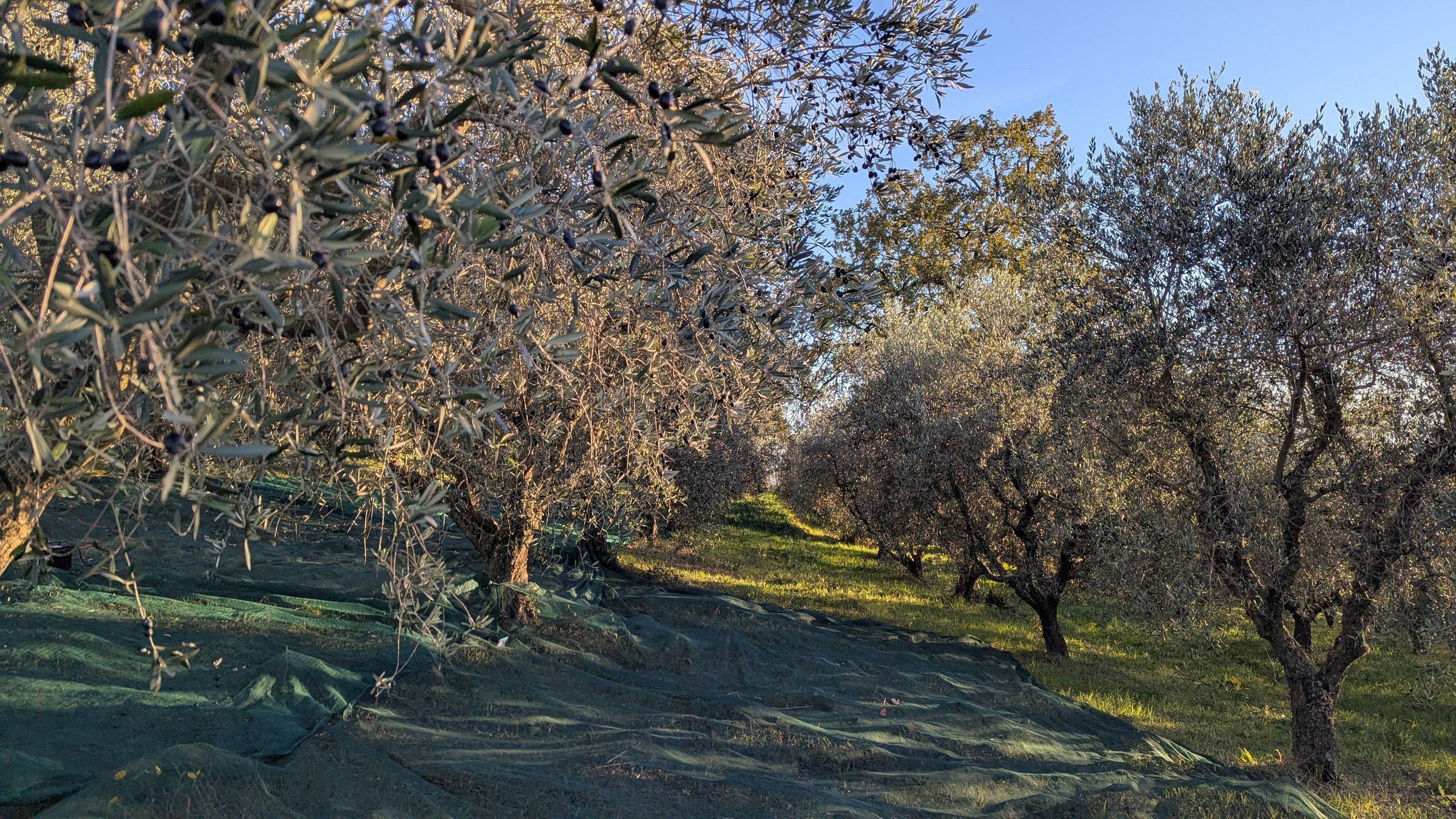 I filari degli ulivi dell'uliveto di famiglia in una mattina di novembre.