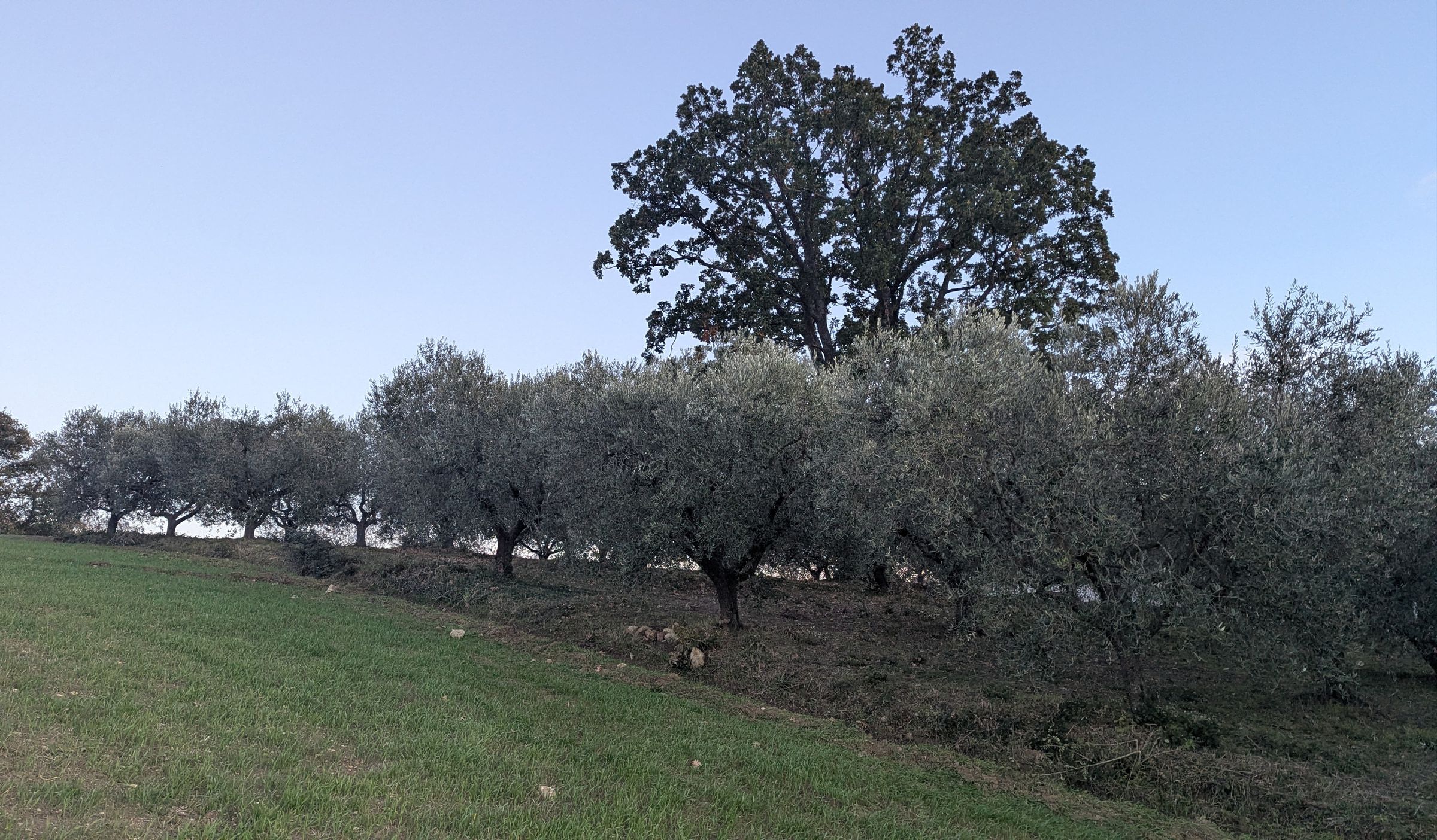 L'uliveto di famiglia a Cuffiano all'alba, con la quercia secolare che domina il filare degli ulivi.