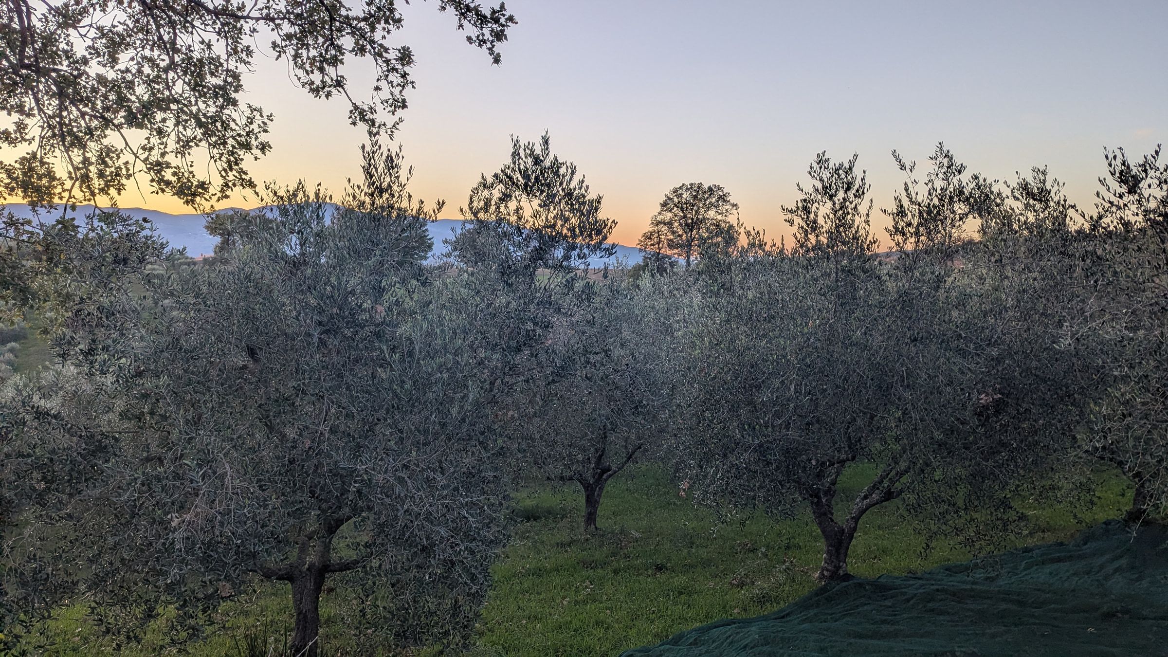 Il tramonto sull'uliveto di Cuffiano, il cielo arancione sopra le colline coltivate.